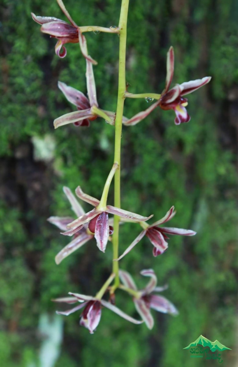 Cymbidium aloifolium (L.) Sw.